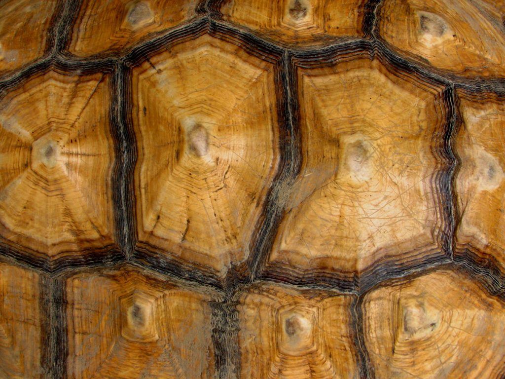 Tortoise Shell Gemstone Buzz